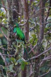 Los Aves de Costa Rica